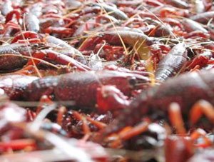 小龙虾养殖产量如何提高？